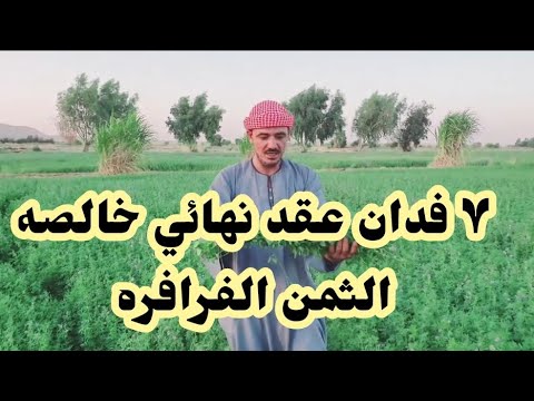 ٧ فدان ارض عقد نهائي خالصه الثمن الفرافره مزروعين برسيم حجازى فرصه دهب