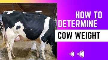 How to determine cow weight