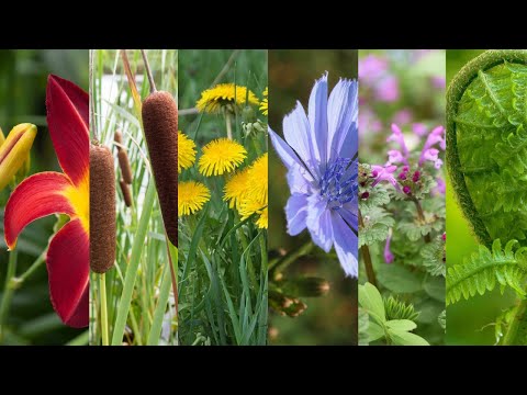 Video: Small-Flowered Bittercress: Mga Katangian Ng Cardamine Parviflora