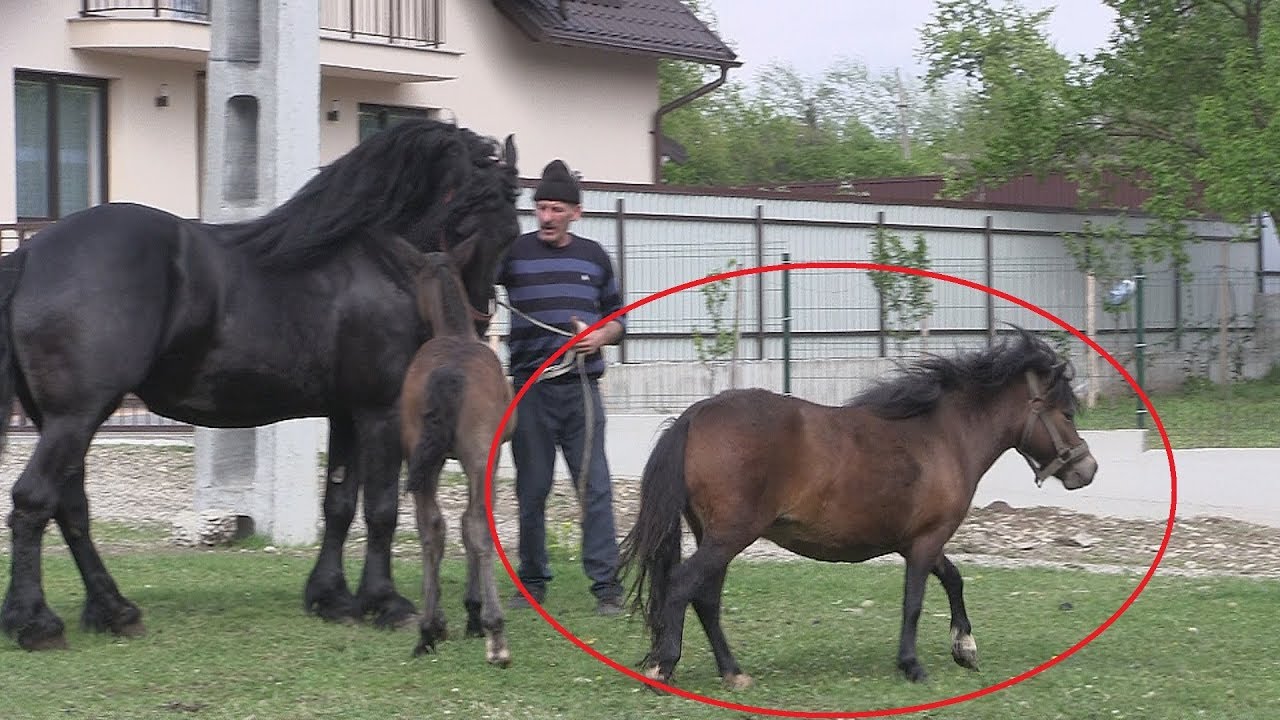 Super Cai De Vanzare Suceava Youtube