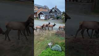 Elk herd in Cannon Beach Oregon
