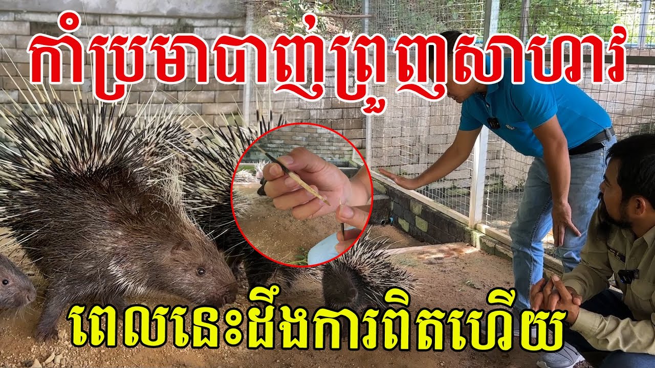 ធ្លាប់តែឮចាស់ៗនិយាយពីសត្វកាំប្រមា ពេលបានមកជួបផ្ទាល់ទើបដឹងការពិតពីអ្នកជំនាញ