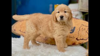 Chó Golden vàng đậm, dáng chuẩn | Chomeocanh.com by MeowGo Pets Farm | Chomeocanh 112 views 5 months ago 2 minutes, 3 seconds