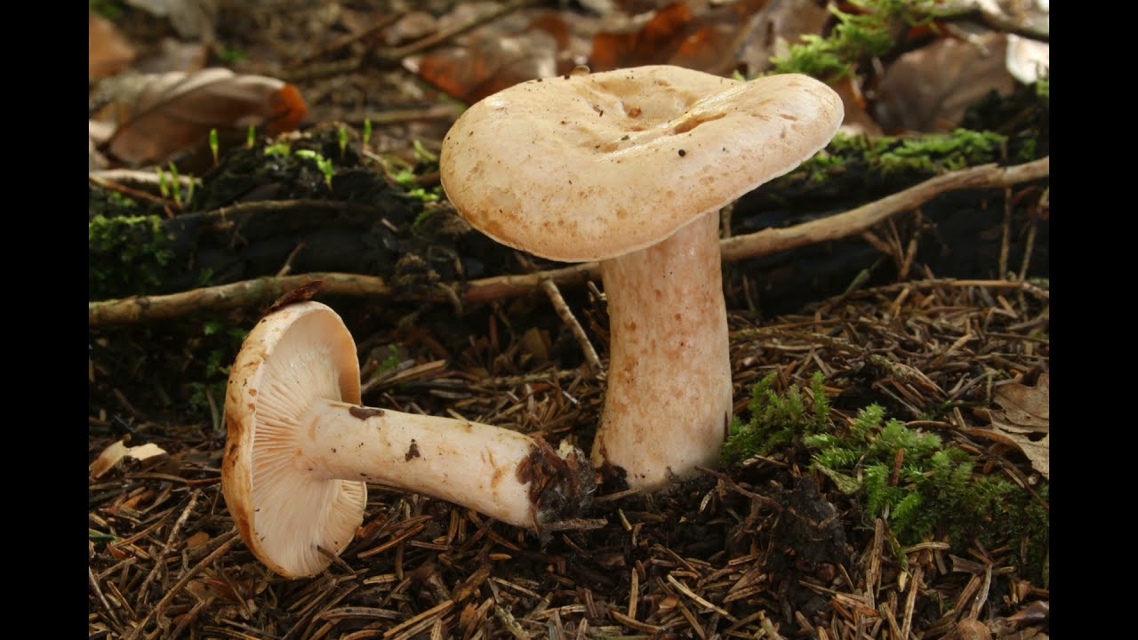 Lactarius pallidus