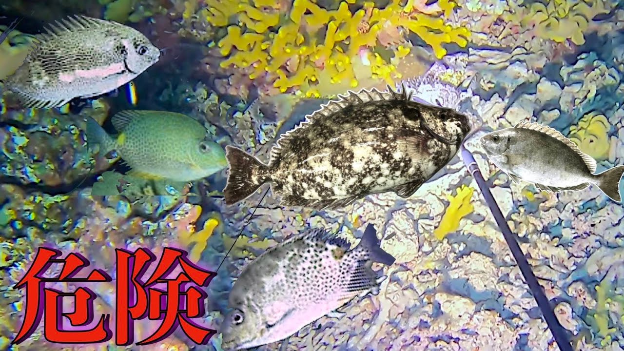 楽園を脅かす毒魚を一般競りに出してみた結果がこちら。Night Spear Fishing in JAPAN - YouTube