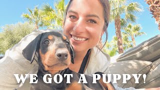 PUPPY VLOG: Bringing home our 8 week old Doberman puppy, essentials for a New Puppy & first 24 hours
