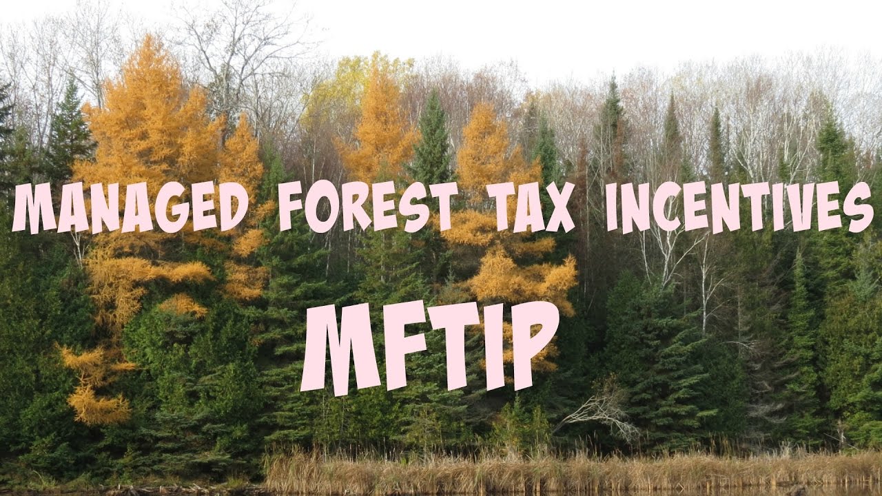 Managed Forest Tax Incentives YouTube