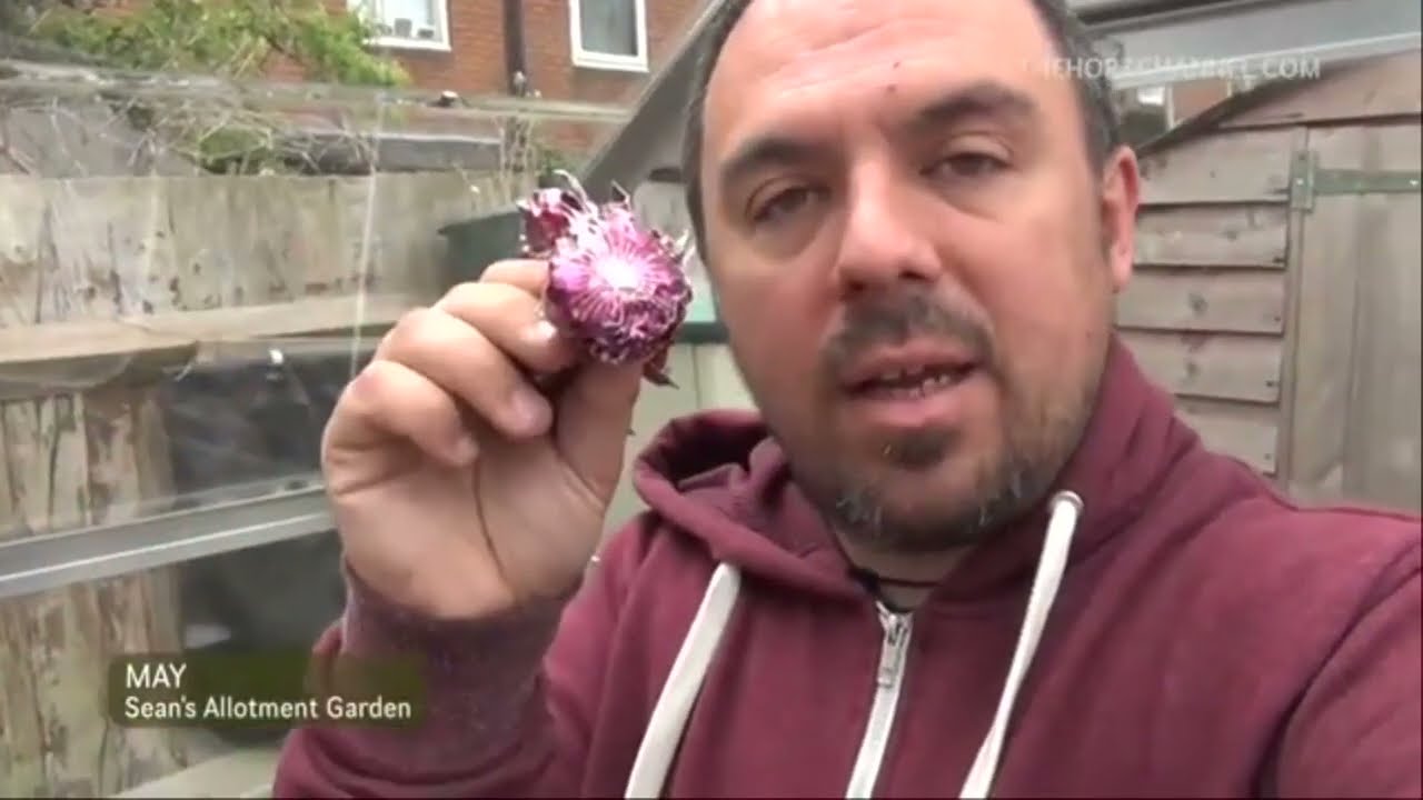 Садовый участок Шона 19: Мята, Сильный ветер, Джефф, Ревень, Рикванмен, Цветочная рассада