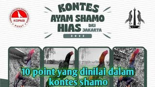 Important Points In The Shamo Chicken Contest