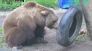 Медведь Мансур - Mansur the Bear (Мансур развлекает себя сам!!)