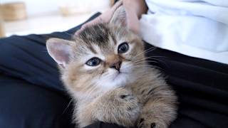 Goodbye my favorite kitten Kuro... by Tiny Kitten 75,649 views 3 weeks ago 5 minutes, 1 second