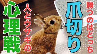 悟られたらアウト！前日から用意周到のうさぎの爪切り #480