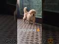Golden retriever #ytshorts #viral #goldenretrieverpuppy #short#shorts #love #cute #puppy #dog #yt