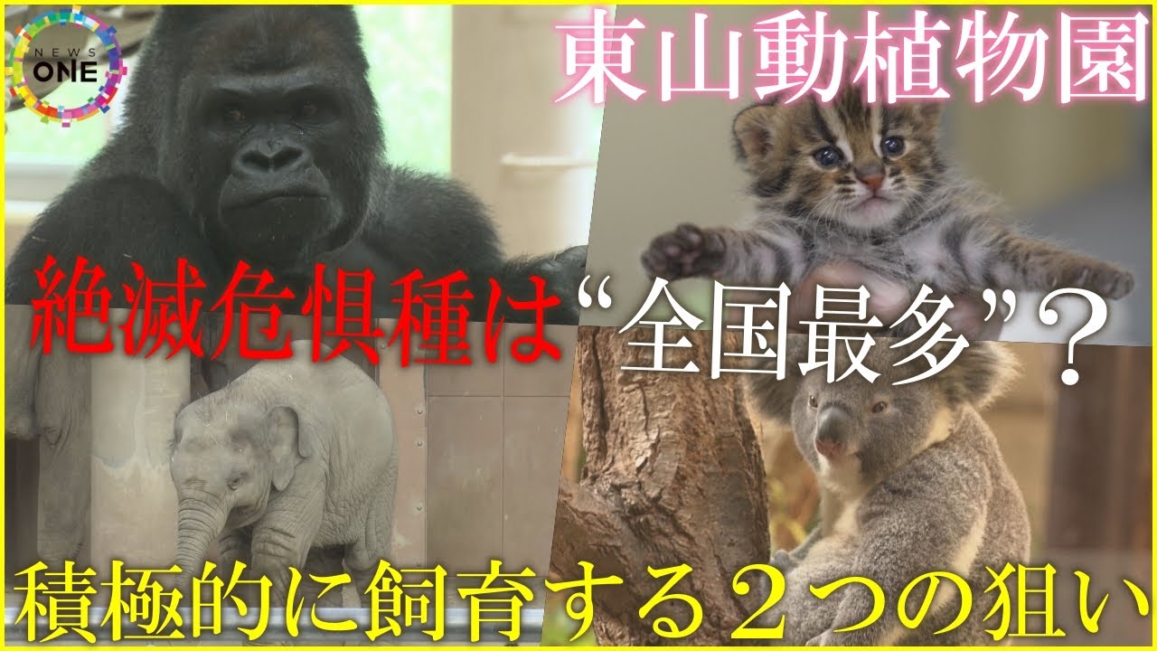 副園長「恐らく日本で一番多い」絶滅危惧種を積極的に飼育する名古屋・東山動植物園 背景に“2つの目的”