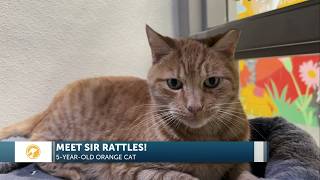 Information Furry Friends: Sir Rattles is very chatty! Update
