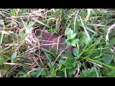 camera iphone 8 plus apk Vole Playing Dead