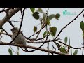 Hujan Baru Reda, Burung Cici Padi Gacor di Atas Pohon | Satwa Liar