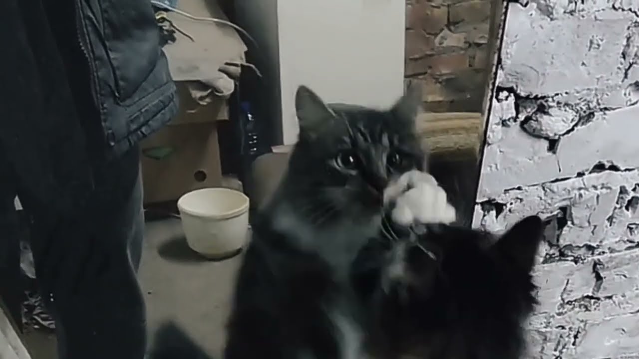 Kitten discovers mirror for the first time