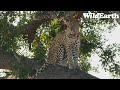 SafariLIVE Sunrise - 31 May 2024