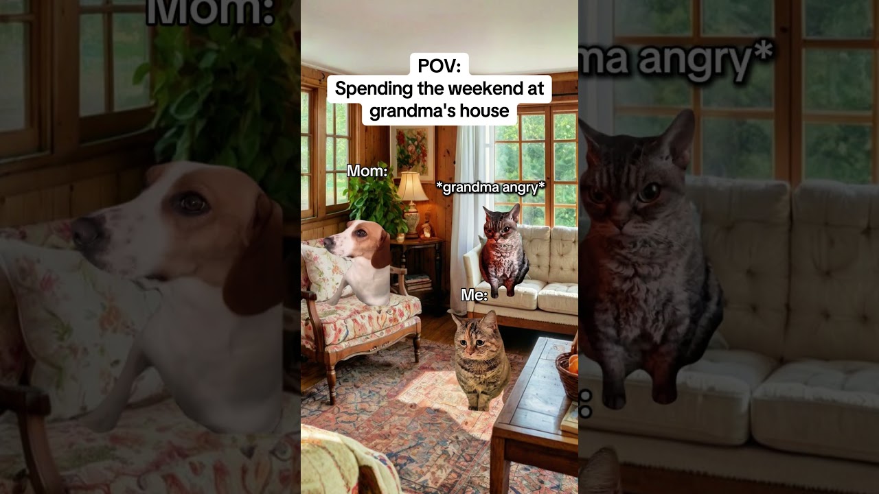 CAT MEMES 🐱Spending the weekend at grandma's house 
