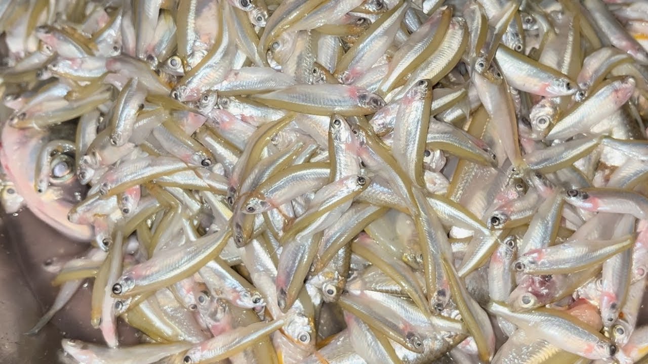 Village Style Chhoti Machhli 🔥 | Pure Desi Taste