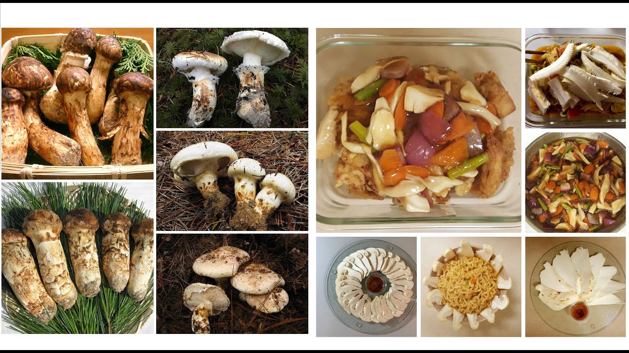Mushroom Story 3 Pine mushroom, 송이, Matsutake. Hotspots in Washington
