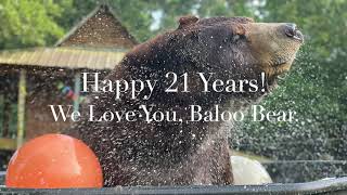 Baloo's 21st birthday 2022