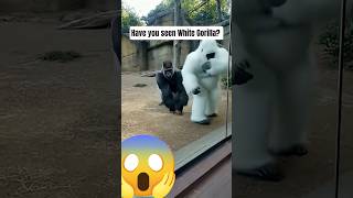 You need to see this... 😱 #youtubeshorts #wildlifeentertainment gorilla