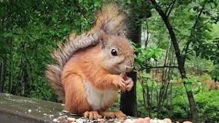Cozy Rain with a Red Squirrel Eating on the Deck Railing 🌧