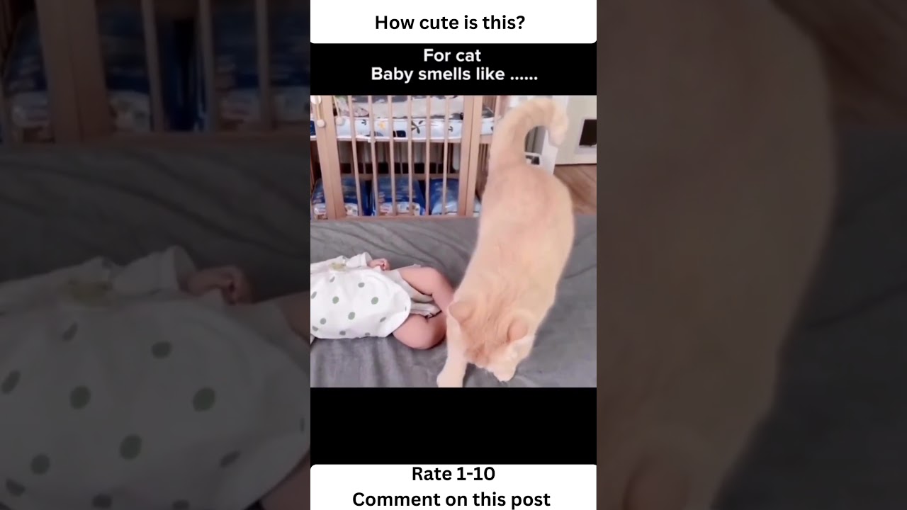 Diaper Detectives: When Cats Know It's Time for a Diaper Change!