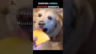 Funniest Animal REACTIONS😱#pets #viral