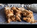 ダックスの可愛いところ🩷