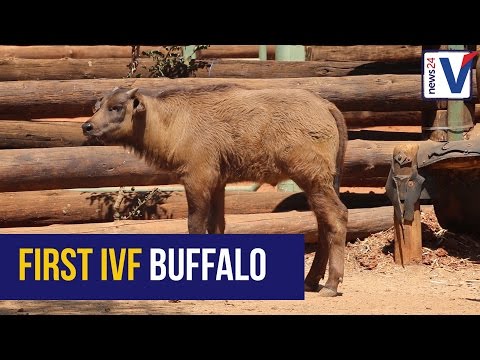 Meet the first IVF buffalo calf