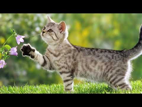 Видео: За какво мечтаят котките: най-популярната интерпретация