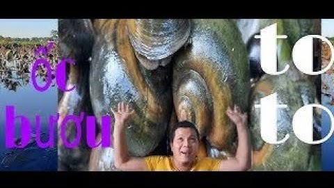 Ra Ruộng Bắt Ốc Bươu Vàng Khổng Lồ Nướng Cay| Grilled giant snail