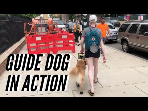 Zenith in Action | Watching my Guide Dog Work