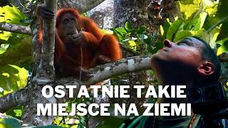 What have we discovered deep in the Sumatran jungle? | Orangutans in Sumatra