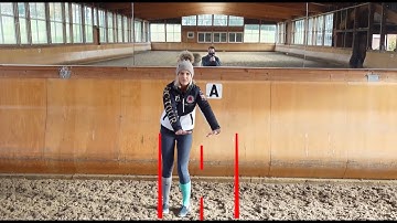 Getting the Perfect Square Halt in Dressage - Secrets Revealed