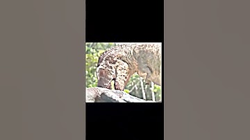 T-rex vs Tyrannotitan #rexy #edit #2023 #battles #shorts #fypシ #viral