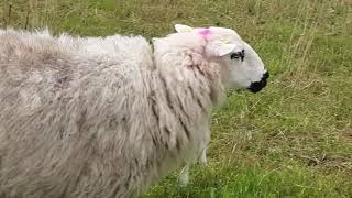 تربية الاغنام في هولندا  والشغل فيها @   Sheep breeding in the Netherlands