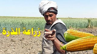 زراعة الذرة الصفراء في مصر ☝️☝الجزء الاول