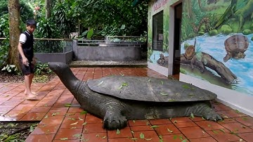 Thăm Trung tâm bảo tồn rùa tại VQG Cúc Phương