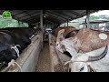 Vacas Lecheras, Hermanos Lopez-El Salvador en el campo