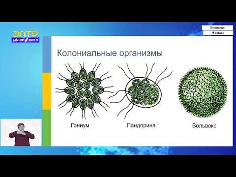 Video: Вирус көп клеткалуу организмби?