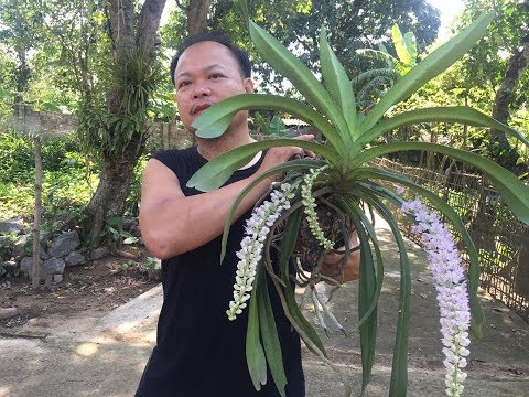 Cách trồng phong lan đuôi chồn. sơn cầm | Foci