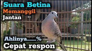 Pancingan perkutut betina memanggil jantan