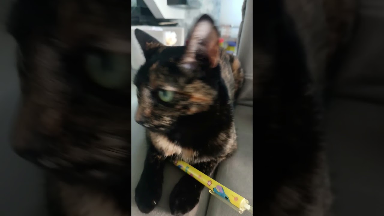 Bangue's life (2024)