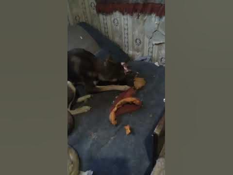 А на второе у них из лаборатории говяжьи кости. 😋😋 - YouTube