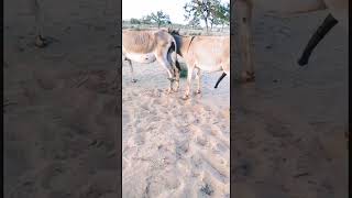 first time donkey vlog#donkeyshort