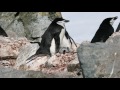 Chinstrap Penguins, Antarctica 2017